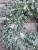 20250430_074347.jpg