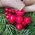wianekświątecznyduży1.jpg