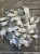 wianek_magnolia.jpg