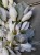 wianek_magnolia_1.jpg